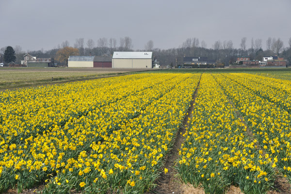 Yellow narcissus blooming mid-April, De Zilk