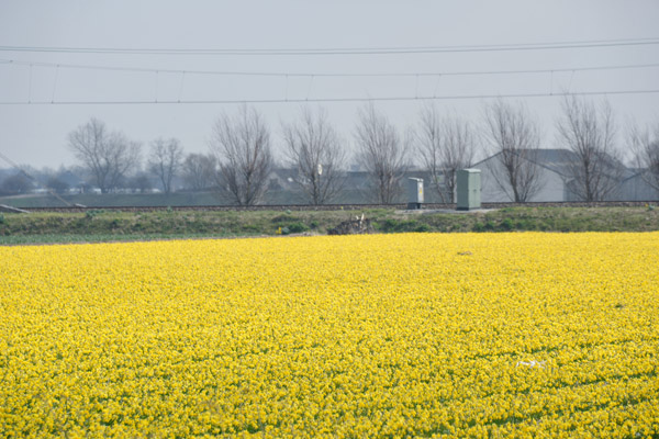 Fields of yellow narcissus, De Bollenstreek