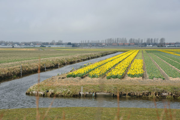 Hogeveense polder, De Bollenstreek, Noordwijkerhout