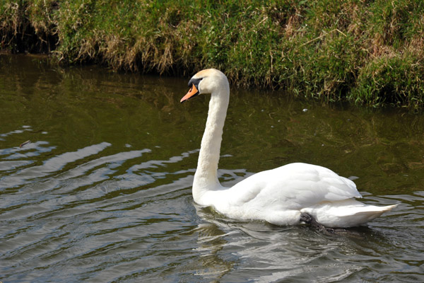 Swan swimming in the Haarlem-Leiden Canal, Noordwijkerhout 