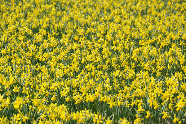 Mid-April Narcissus, De Bollenstreek