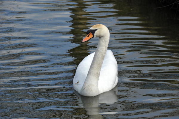 Swan in the drainage ditch along Leidsevaart, Noordwijkerhout 