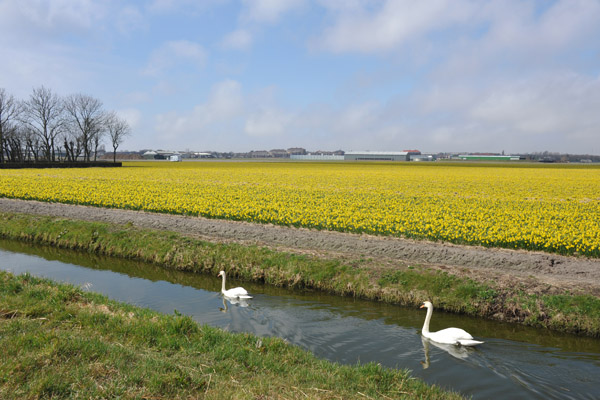 Swans in the drainage ditch along Leidsevaart, Noordwijkerhout 