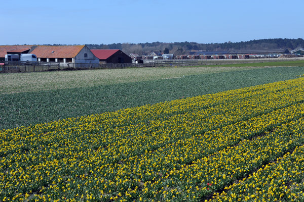 Flower fields west of Noordwijkerhout