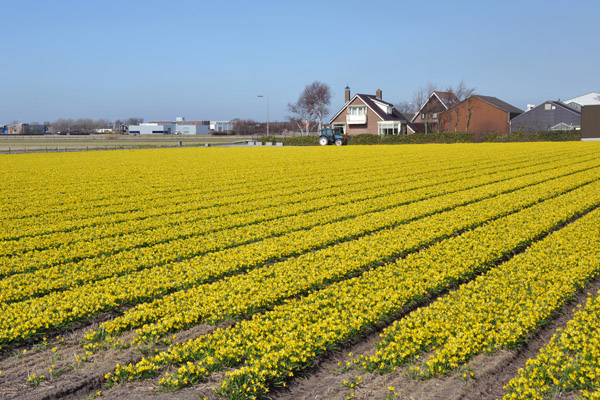 Fields of yellow narcissus, De Bollenstreek, Prinsenweg, Voorhout