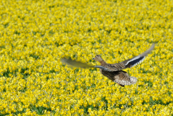 Duck flying over the yellow fields of narcissus off Prinsenweg, Voorhout