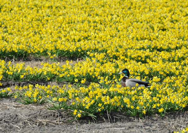 A duck on the edge of a field of narcissus, Prinsenweg, Voorhout