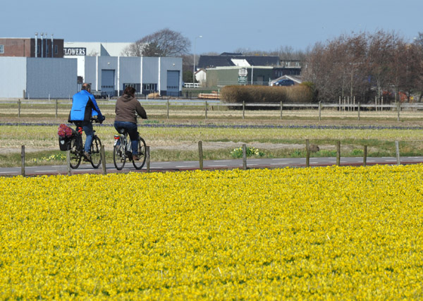 Cyclists enjoying the quiet lanes of De Bollenstreek north of Voorhout
