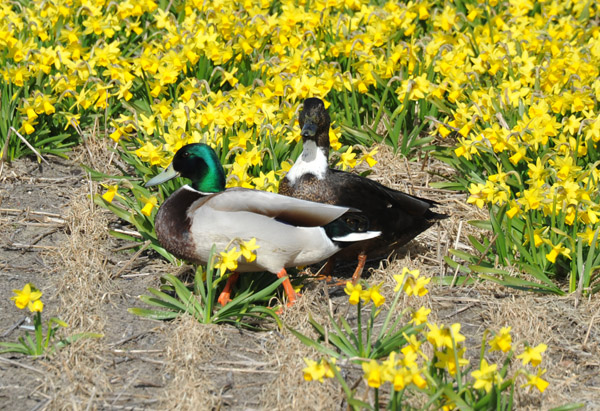 A pair of ducks in a flower field, De Bollenstreek, Voorhout