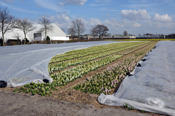 Some of the flowers were covered with plastic between Voorhout and Sassenheim, April 2013