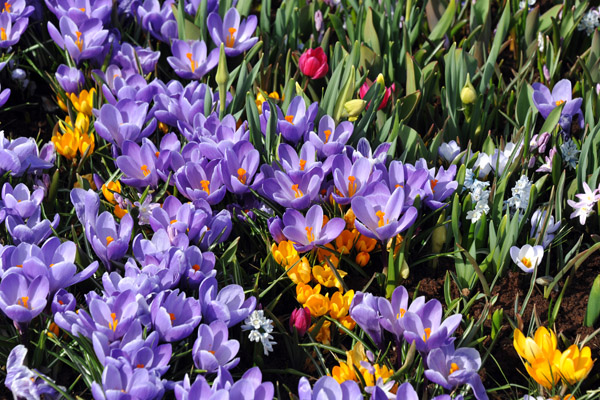 A small patch of colorful crocuses in mid-April, Prinsenweg, Voorhout