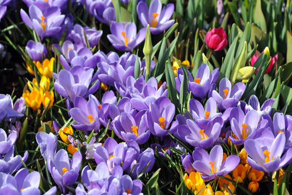 A small patch of colorful crocuses in mid-April, Prinsenweg, Voorhout