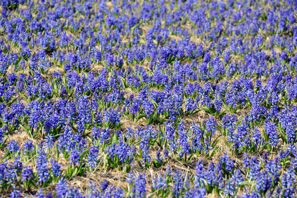 Hyacinth, Achterweg-Zuid, Lisse