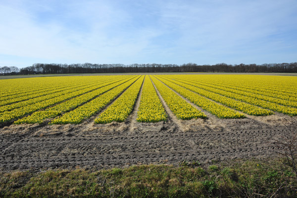 Yellow fields of narcissus (daffodils), Achterweg-Zuid, Lisse