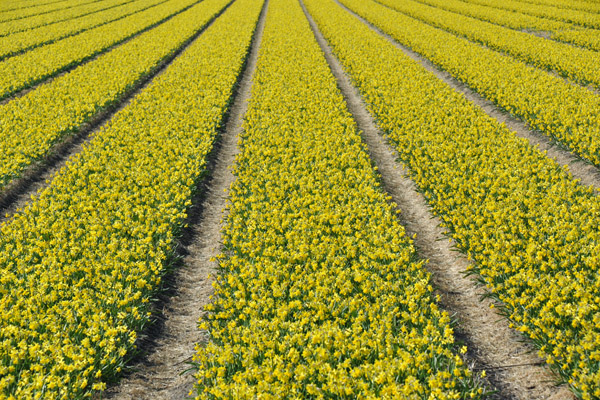 Yellow fields of narcissus (daffodils), Achterweg-Zuid, Lisse