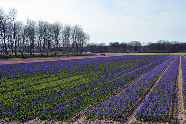 Hyacinth fields, Achterweg-Zuid, Lisse