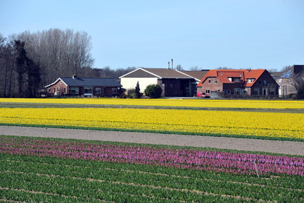 Hyacinth fields, Achterweg-Zuid, Lisse