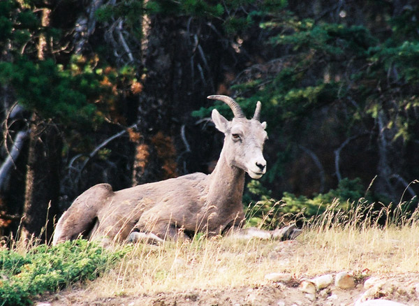 Bighorn sheep, Banff