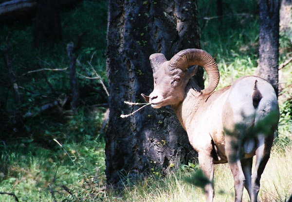 Bighorn sheep, Banff