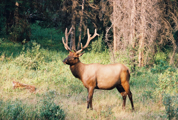 Elk (Wapiti), Banff National Park