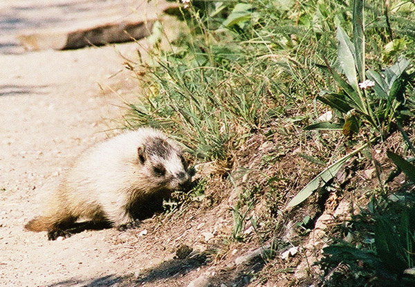 Hoary Marmot on the trail to the Tea House, Lake Louise 