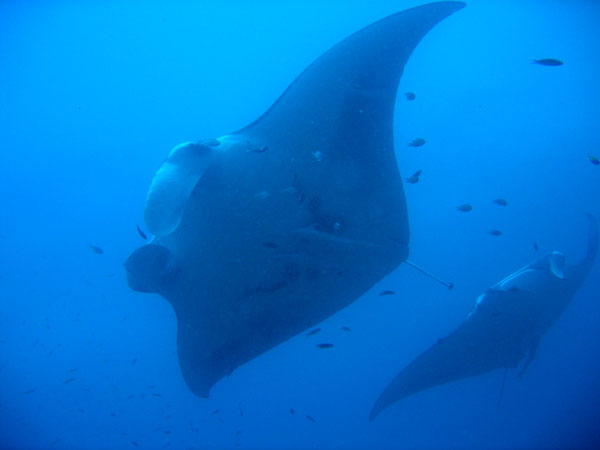 There were a total of 9 mantas which stayed with us for an hour
