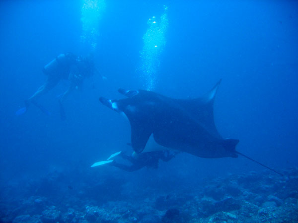 The mantas pay little attention to the divers