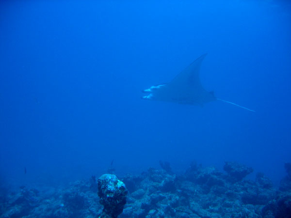 In Feb-Mar, the visibility in the Maldives is much better, but then the mantas are gone elsewhere for better feeding