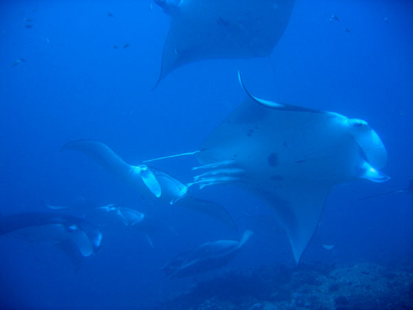 Lots of mantas orbiting over the cleaning station