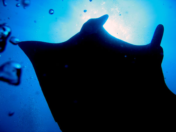 A manta passes overhead casting a shadow over me