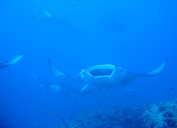 Mantas are filter feeders on plankton and are harmless to us