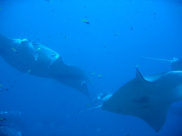Mantas orbiting over the cleaning station