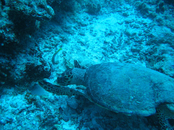 Sea turtle at Manta Point, Maldives