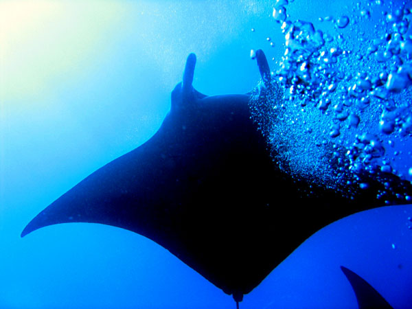 Sometimes the mantas will perform loops in divers' bubble columns but not today