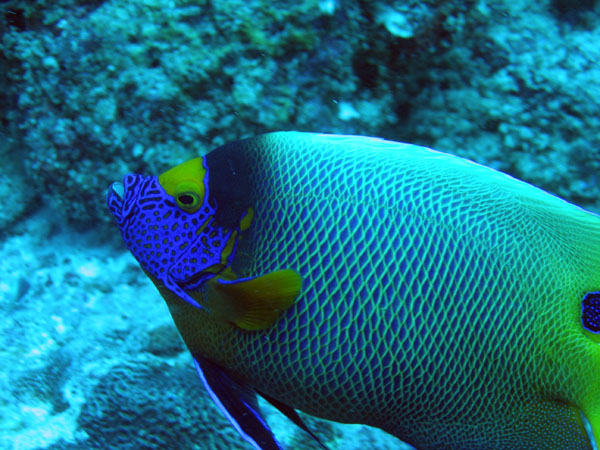 Blue-faced Angelfish - Pomacanthus xanthometopon