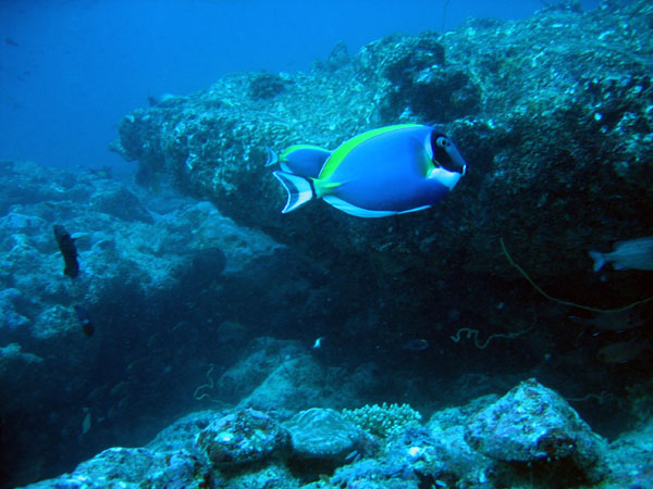 Powder-blue surgeonfish - Acanthuidae leucosternon