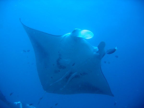 Manta Point, North Male' Atoll, Maldives