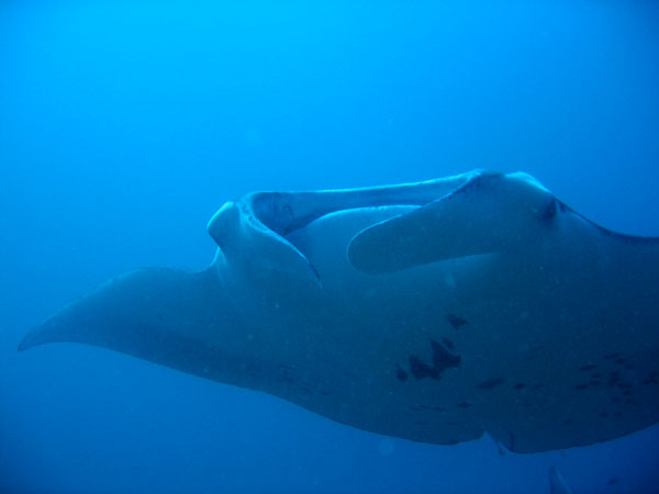 Manta Point, North Male' Atoll, Maldives