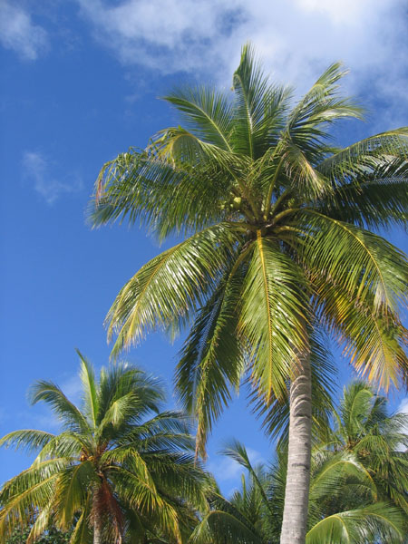 Beware falling coconuts
