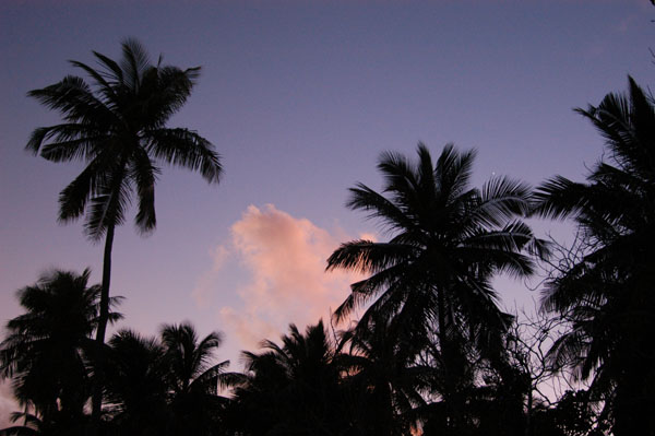 Palms silhouetted at dusk