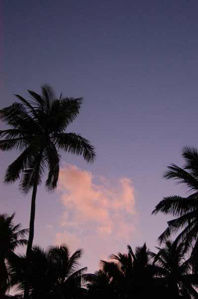 Palms silhouetted at dusk