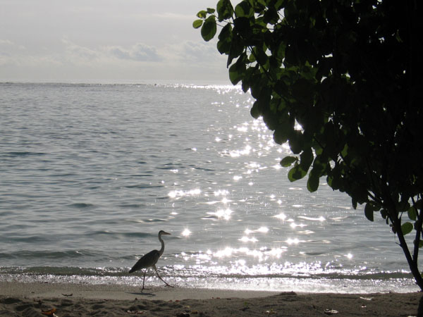 Early morning on the east side of Meerufenfushi