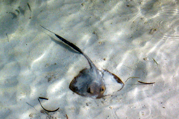 Small stingray seen from the beach at Meerufenfushi