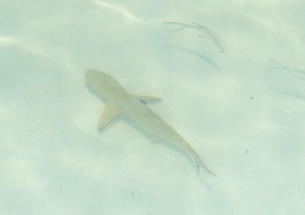 Young black-tip reef shark from the beach at Meerufenfushi