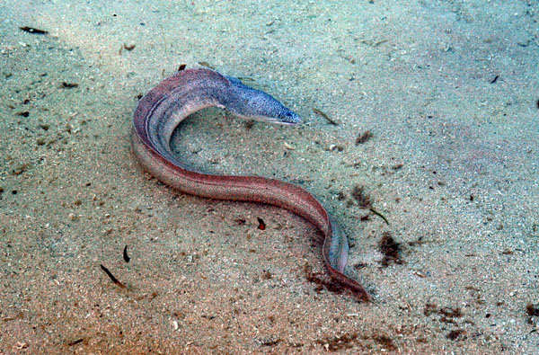 Small moray eel from the beach, Meerufenfushi