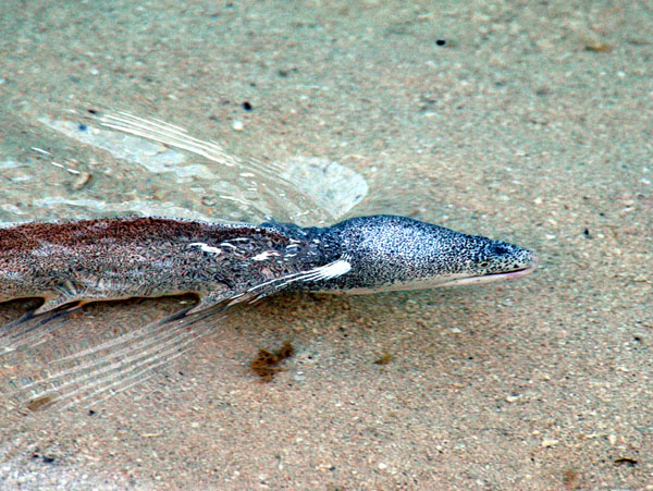 Small moray eel from the beach, Meerufenfushi