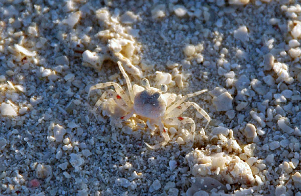 Small white crab, Meerufenfushi