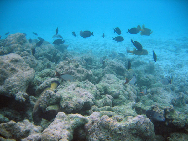 Artificial reef around the water villas, Meerufenfushi