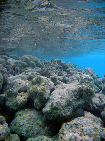 Artificial reef near the water villas, Meeru