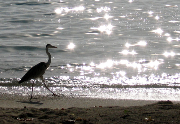 Bird walking along the beach early morning